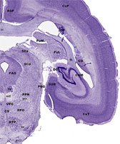 Digital Brain Atlas of the Common Marmoset (Callithrix jacchus)